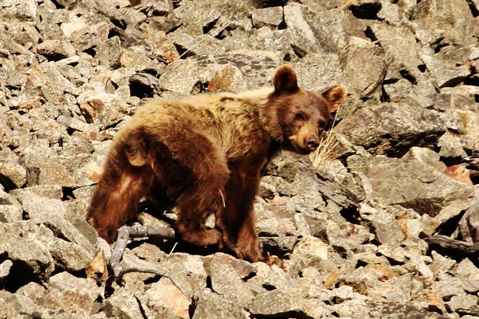 Bear